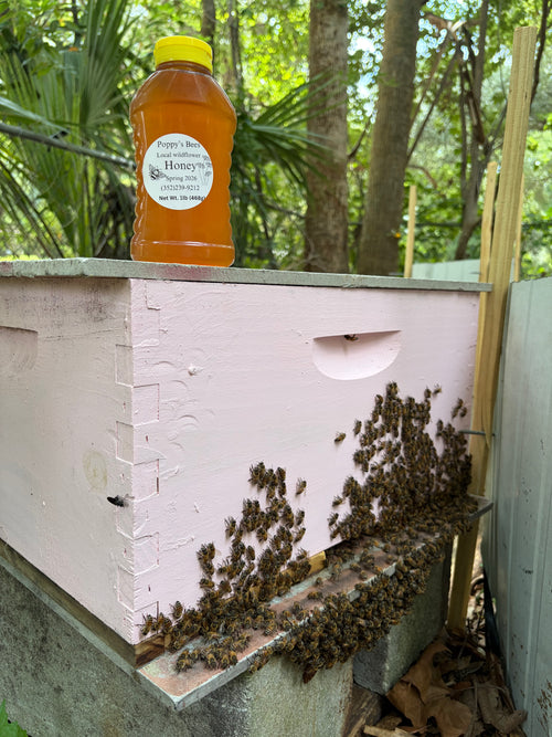 1 Pound Bottle of Honey (Spring)